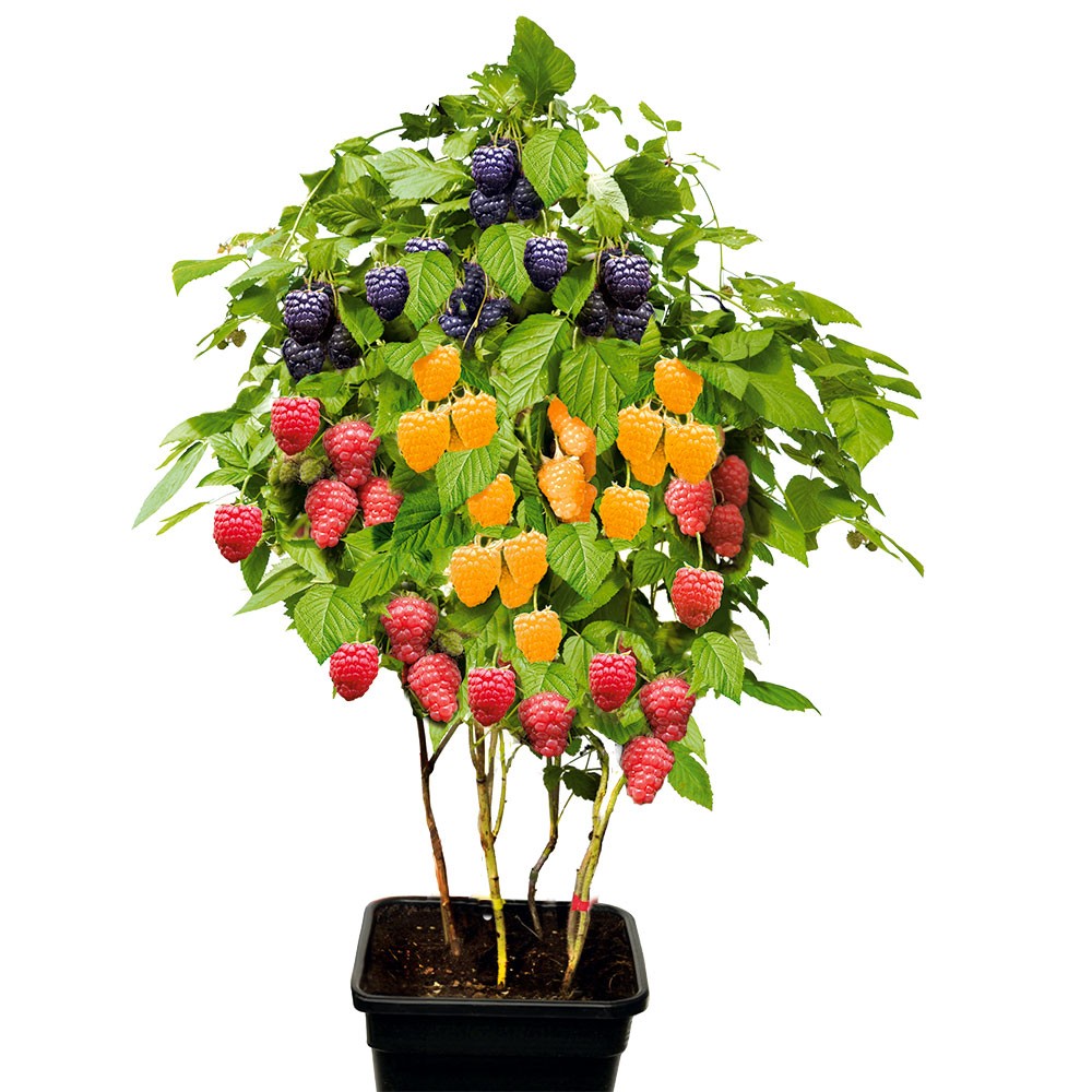 Himbeeren Saulen Zwerghimbeeren Quartett Busch Mein Nasch